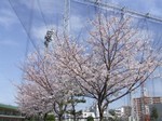 大森グランドの桜