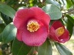 椿の花