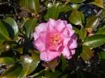 山茶花の花