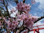ピンクの桜の花