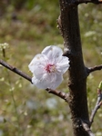 白い桜の花