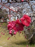 赤い桜の花