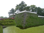 堀のアサザ