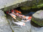 鯉の泳ぐまち