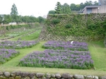 島原城の北側の堀の菖蒲畑